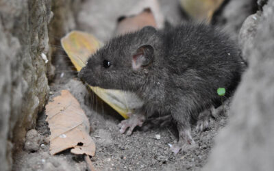 Come sterminare i topi, ecco le soluzioni per eliminarli da casa e giardino