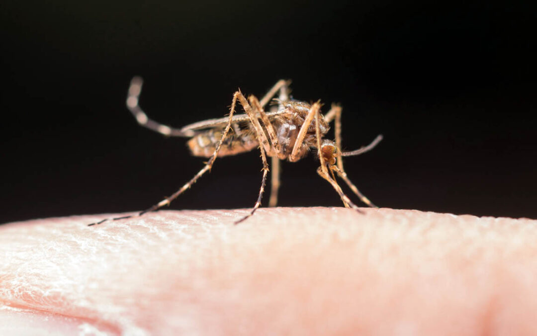 Febbre Dengue a Milano, le raccomandazioni per gli amministratori