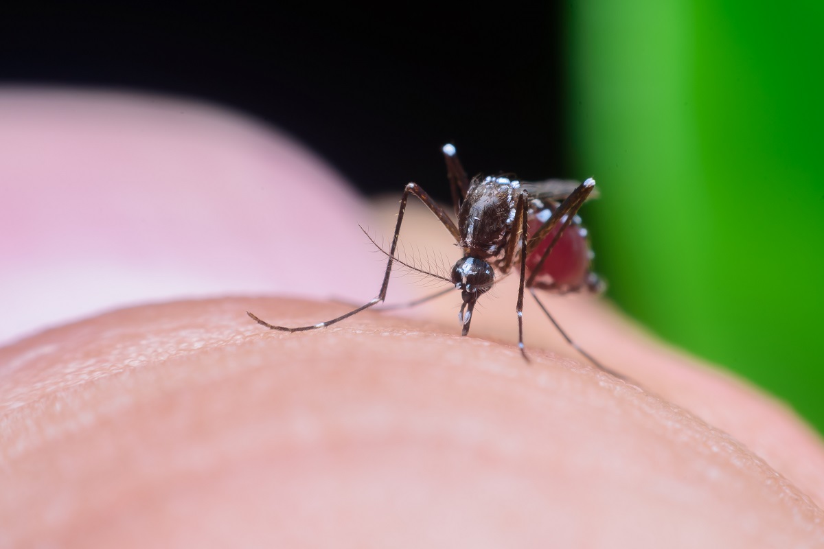 Dengue, è allarme anche in Europa. Cos'è e come prevenirla