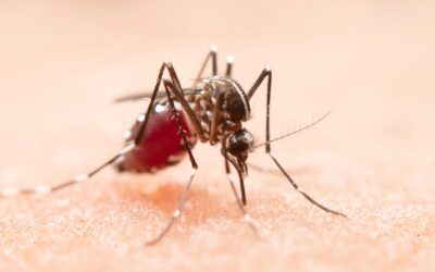 Caso di dengue accertato a Lodi, parte la disinfestazione zanzare