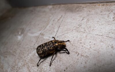 Disinfestazione scarafaggi a Milano, i rimedi professionali più efficaci