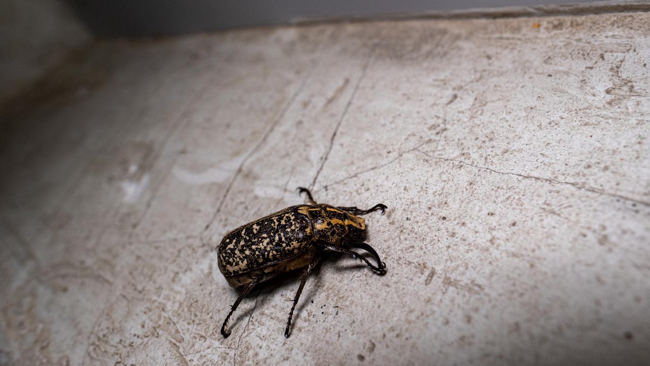 Disinfestazione scarafaggi a Milano