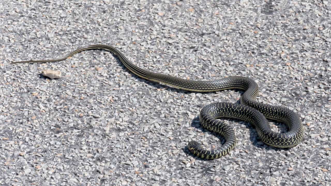 Come allontanare i serpenti dal giardino