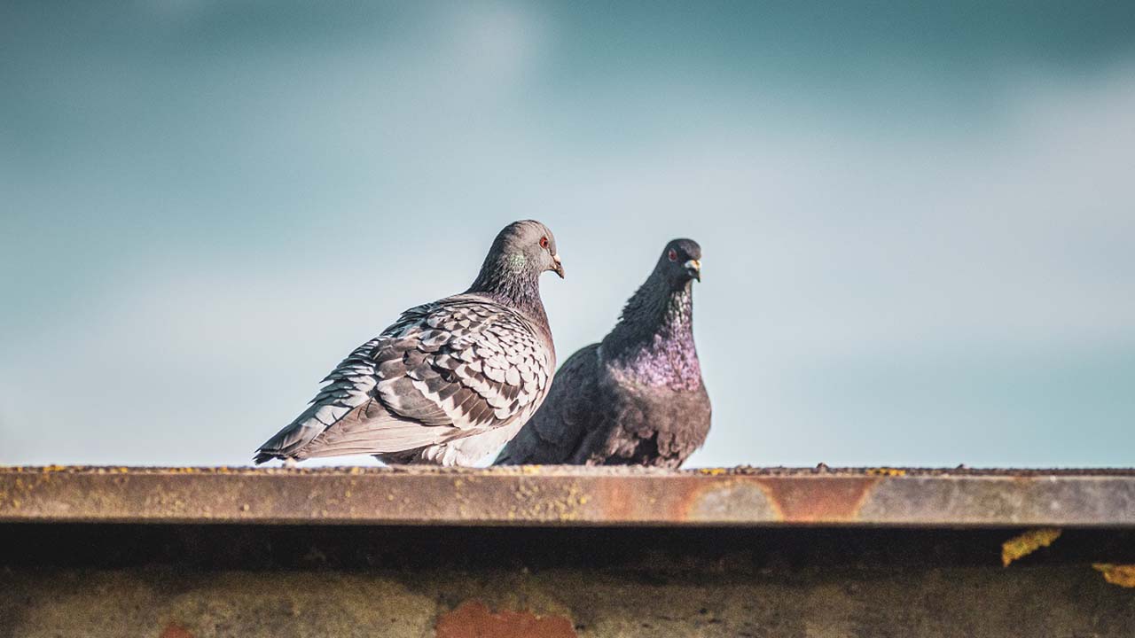 Attenzione al guano dei piccioni, come evitare malattie ed infezioni