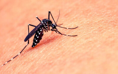 Dengue in Italia, si estende l’allerta. Gli aggiornamenti dell’OMS