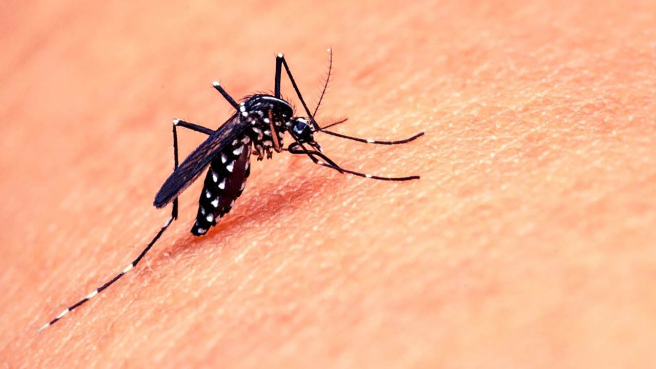 Dengue in Italia