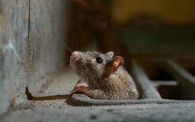 Derattizzazione a Milano, il servizio per liberarsi dai topi velocemente